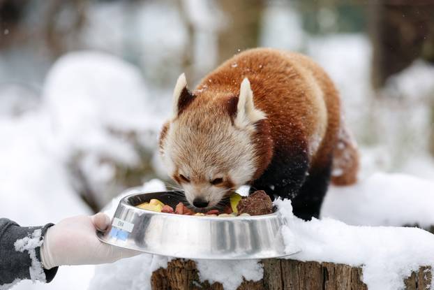 Zagreb: Snježno prijepodne u zoološkom vrtu