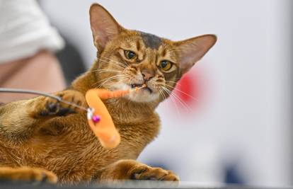 Nakon pasa, u pripremi i obvezno mikročipiranje mačaka