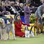 NY: 150th Annual Westminster Kennel Club Dog Show - Day 2