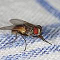 Odlični trikovi kako zadržati leteće kukce i mrave izvan kuće