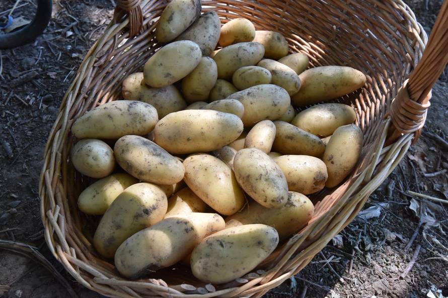 Može li se krumpir zamrznuti? Trik kako to napraviti pravilno