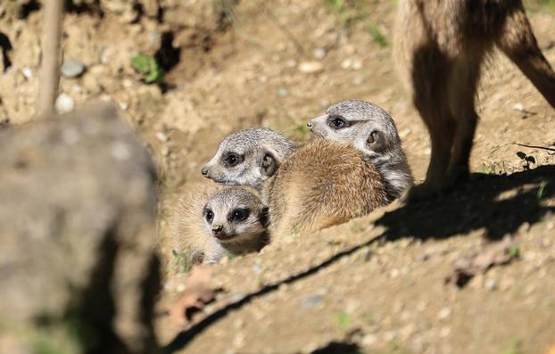 Zagreb: Tri mladunca merkata novi su stanovnici Zoološkog vrta