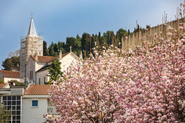 Magnolije u cvatu u Opuzenu