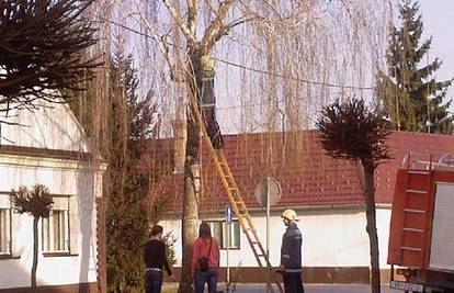 Zbog uplašene mačke Mije intervenirali i vatrogasci