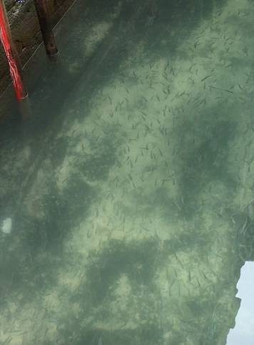 Crystal clear canal water, showing fish, is pictured amid the spread of the coronavirus disease (COVID-19), in Venice