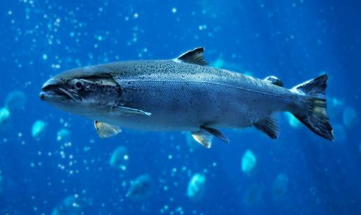 Znanstvenici: Divlji lososi na kokainu plivaju dvostruko vi&scaron;e