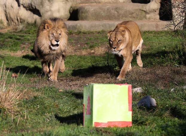 Tradicionalno darivanje životinja u zagrebačkom zoološkom vrtu na Štefanje
