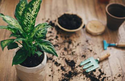 Proljetna njega sobnih biljaka: Obrežite korijenje, presadite što treba, odstranite uvele listove