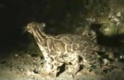 Prvi puta su snimili novu vrstu oblačastog leoparda