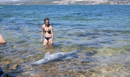 U Karinu Donjem našli strvinu dupina: Uginuo omiljeni Bobi?