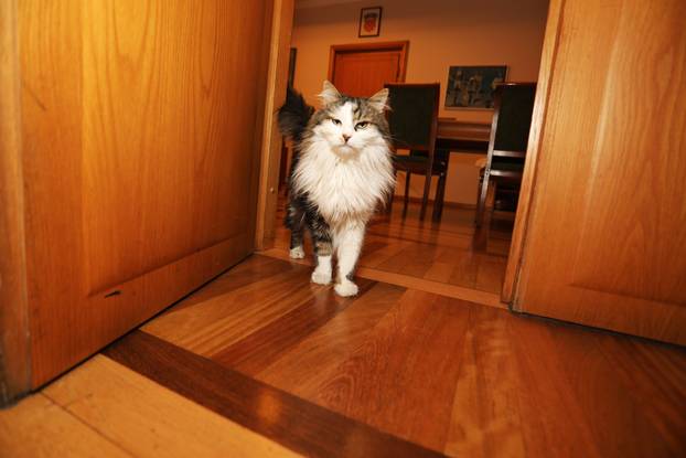 Miško ostaje prvi mačak Grada Rijeke i tijekom mandata Ive Rinčić