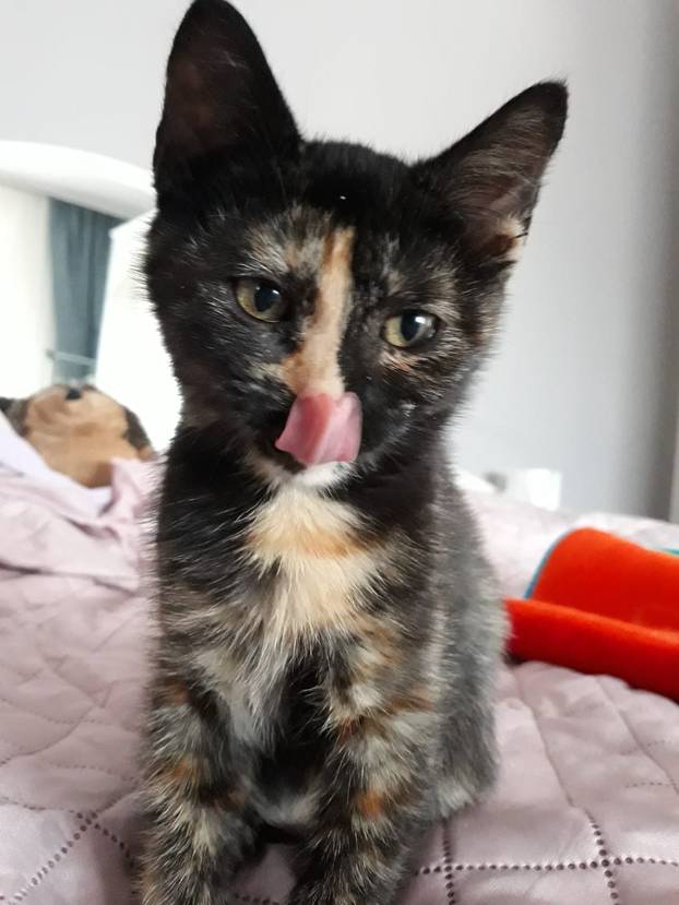 SUPER FOTKE vaših ljubimaca! Neki bi mogli biti viralni hit, ali svi su jednostavno neodoljivi