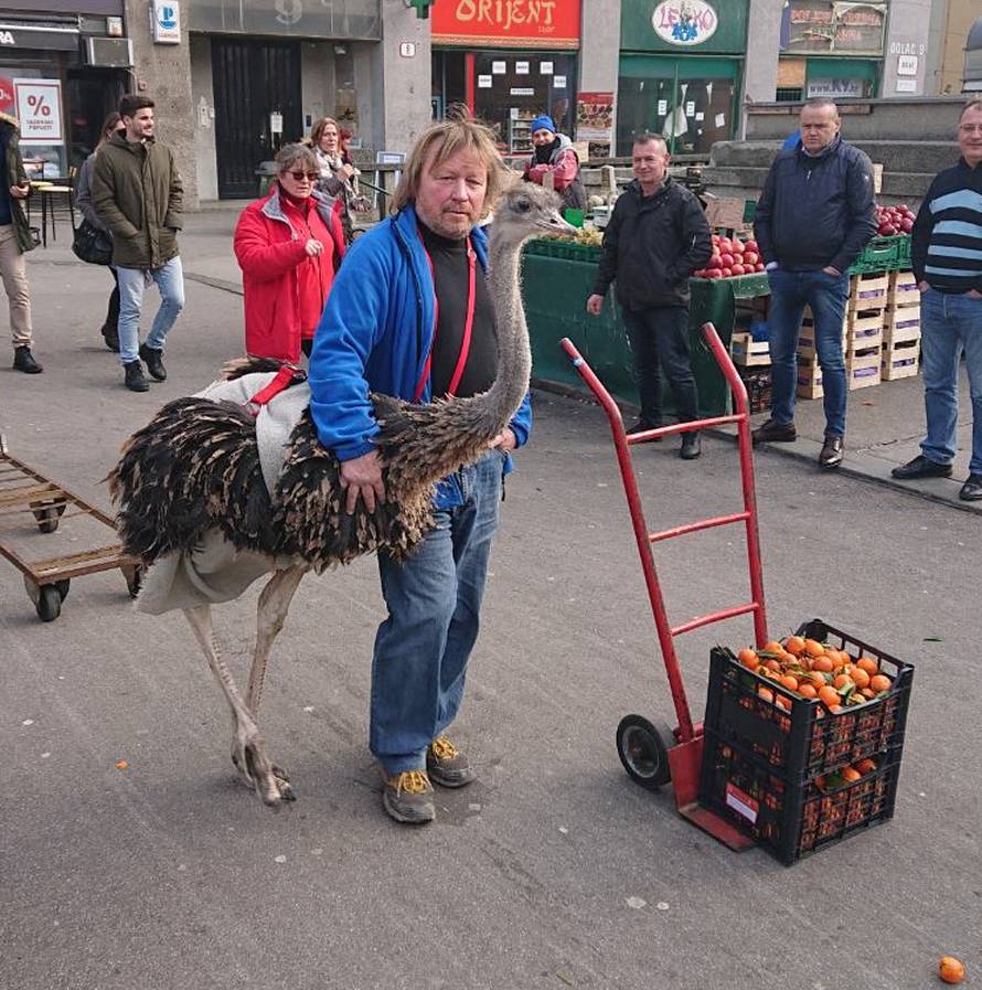 Još samo jedan običan petak u Zagrebu: Šetao noja po gradu...