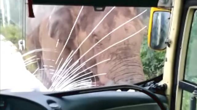 Tko je jači? Divlji slon se malo 'igrao' s busom i kamionetom...