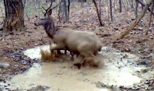 VIDEO &Scaron;ou velebitskog jelena, ba&scaron; ga briga tko ga snima: 'Priredio si je blatni wellness'