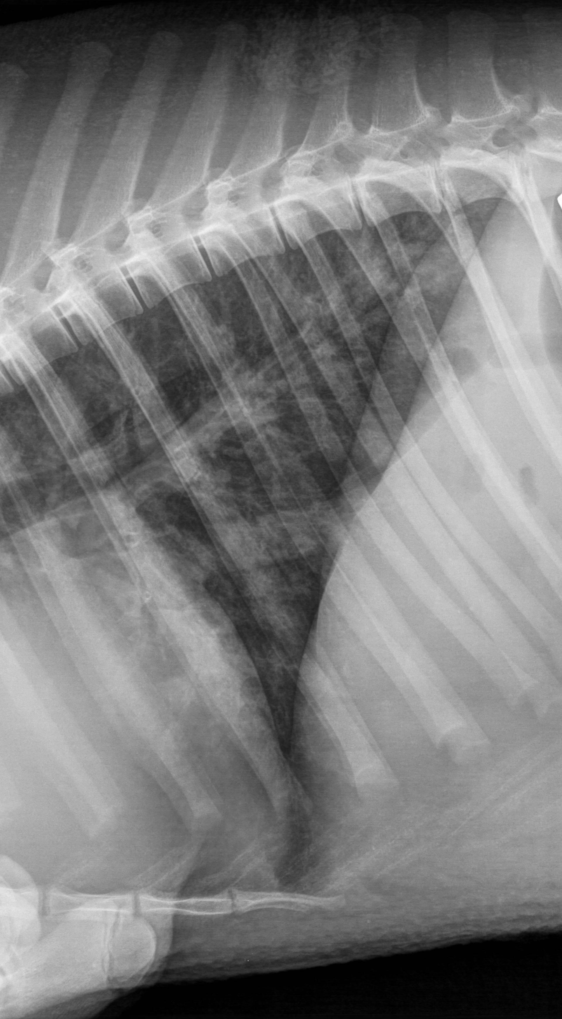 Našli su metak na rendgenu: Veprića će morati uspavati