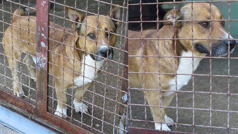 Ja sam gospodin Scuba i čekam da vidite koliko sam neodoljiv!