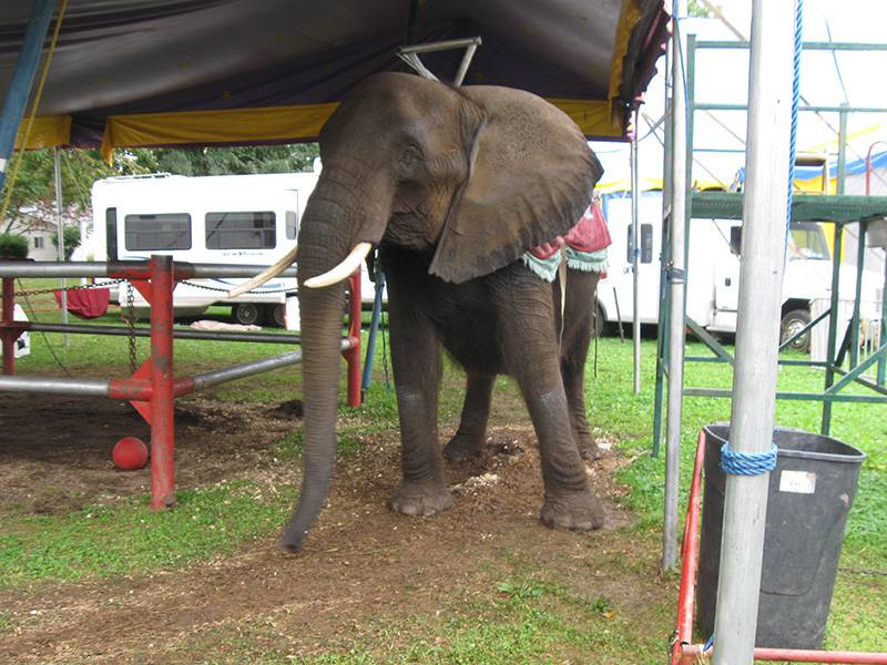 Najtužnija slonica na svijetu: Njezin život bio je pravi pakao