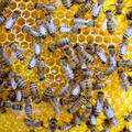 Inkluzivna škola pčelarstva u kampusu Borongaj u Zagrebu