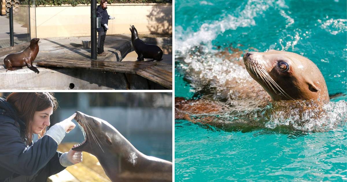 Morskog lava Edija oduševila je Pamela iz Njemačke: ‘On uživa, a možda će imati i potomke!’