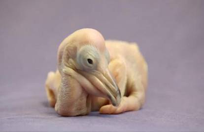 Neviđen prizor Dalmatinskih pelikana koji su se tek izlegli