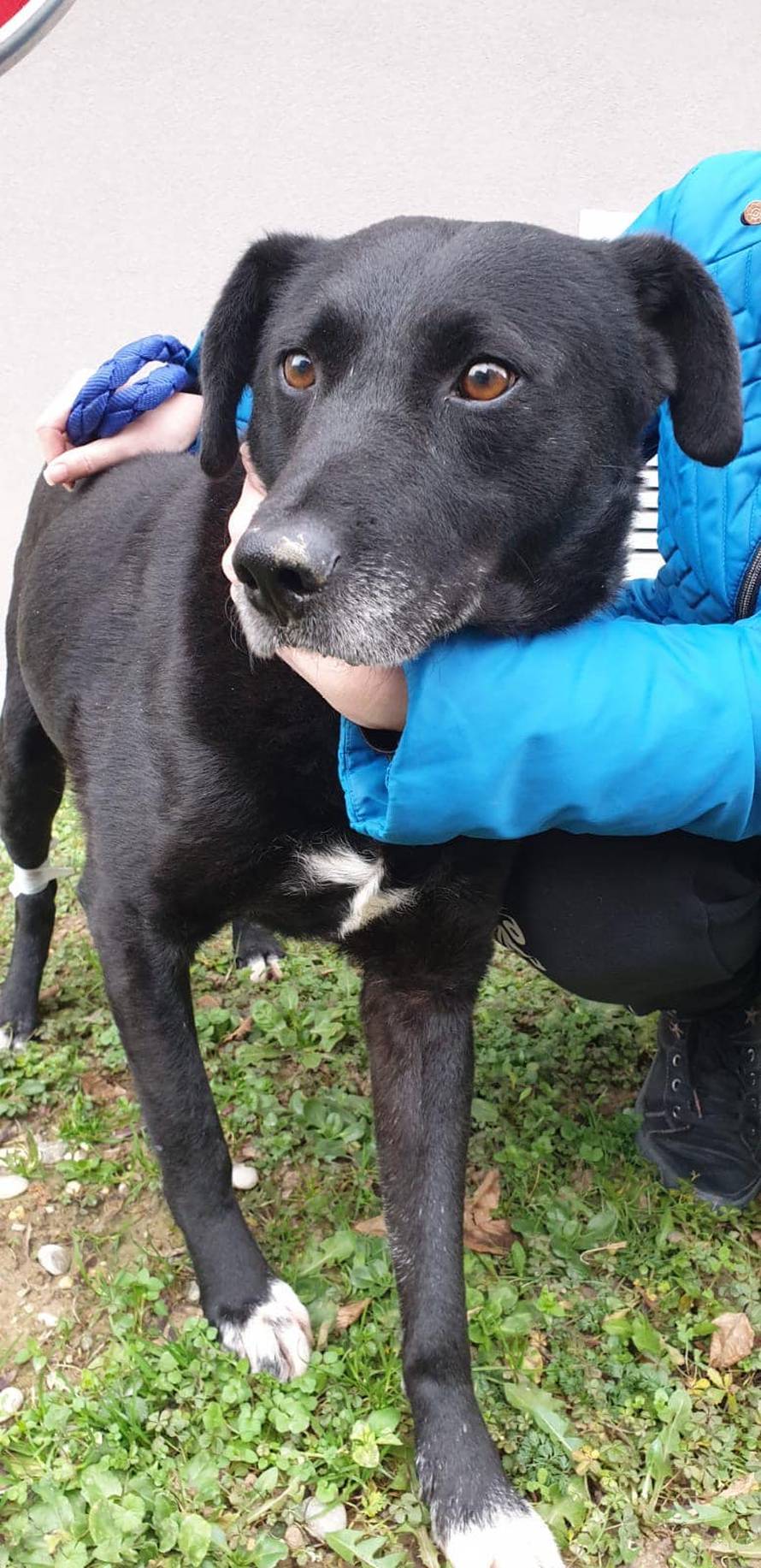 I ljubimci stradali u potresu sada trebaju krov nad glavom