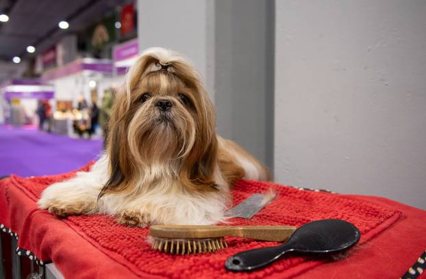Crufts Dog Show - Day One
