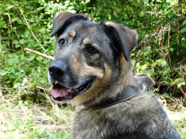 FOTO Ovi preslatki psići iz Noine Arke traže obitelj i stalni dom