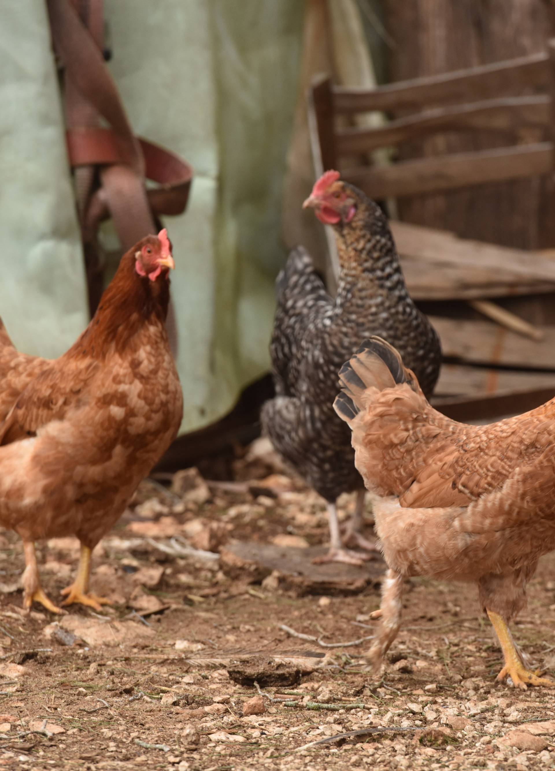 Eutanazirana perad zaražena ptičjom gripom, jaja uništena