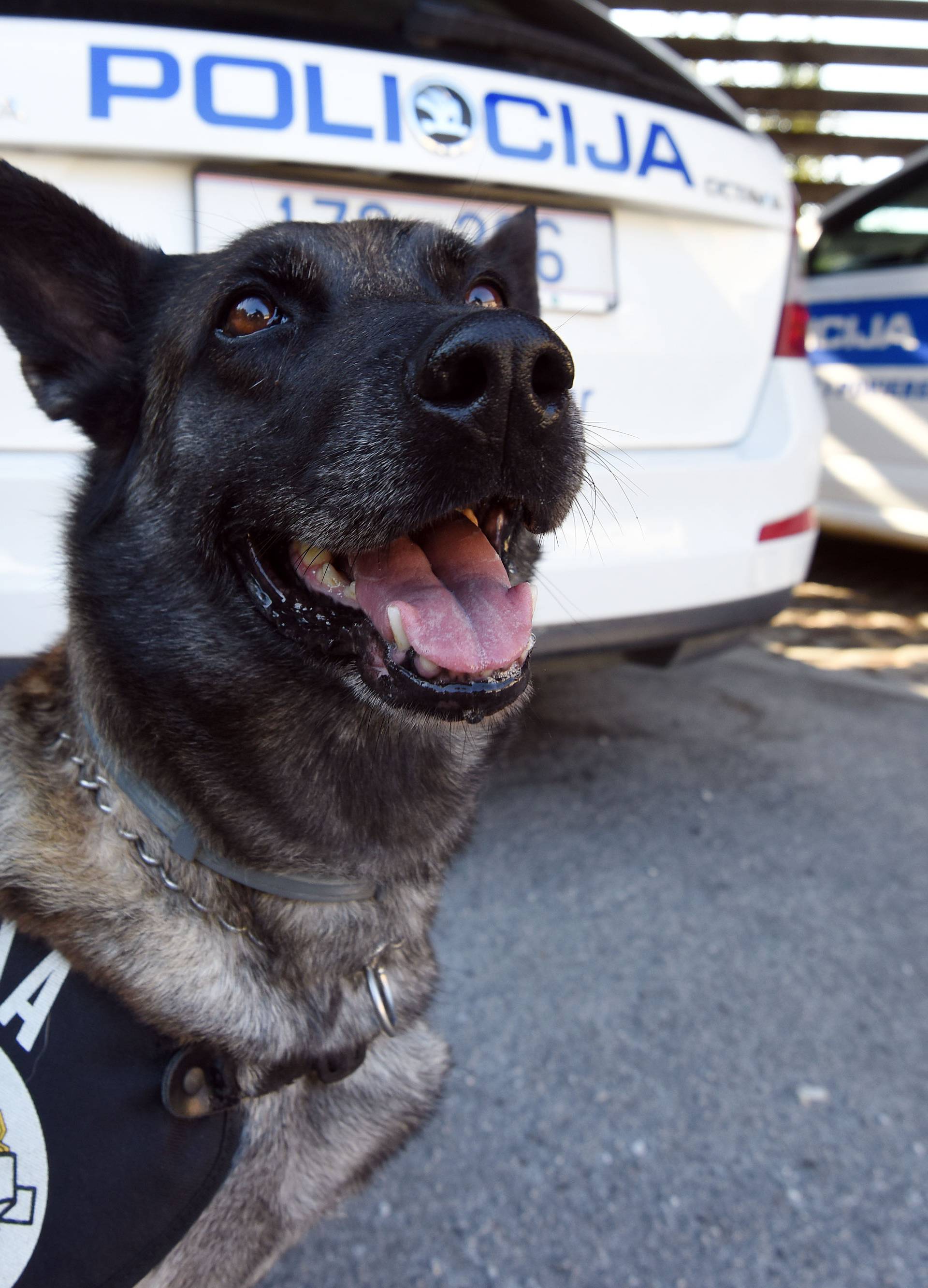 MUP kupuje pse: 'Oni će moći zamijeniti do 30 policajaca...'