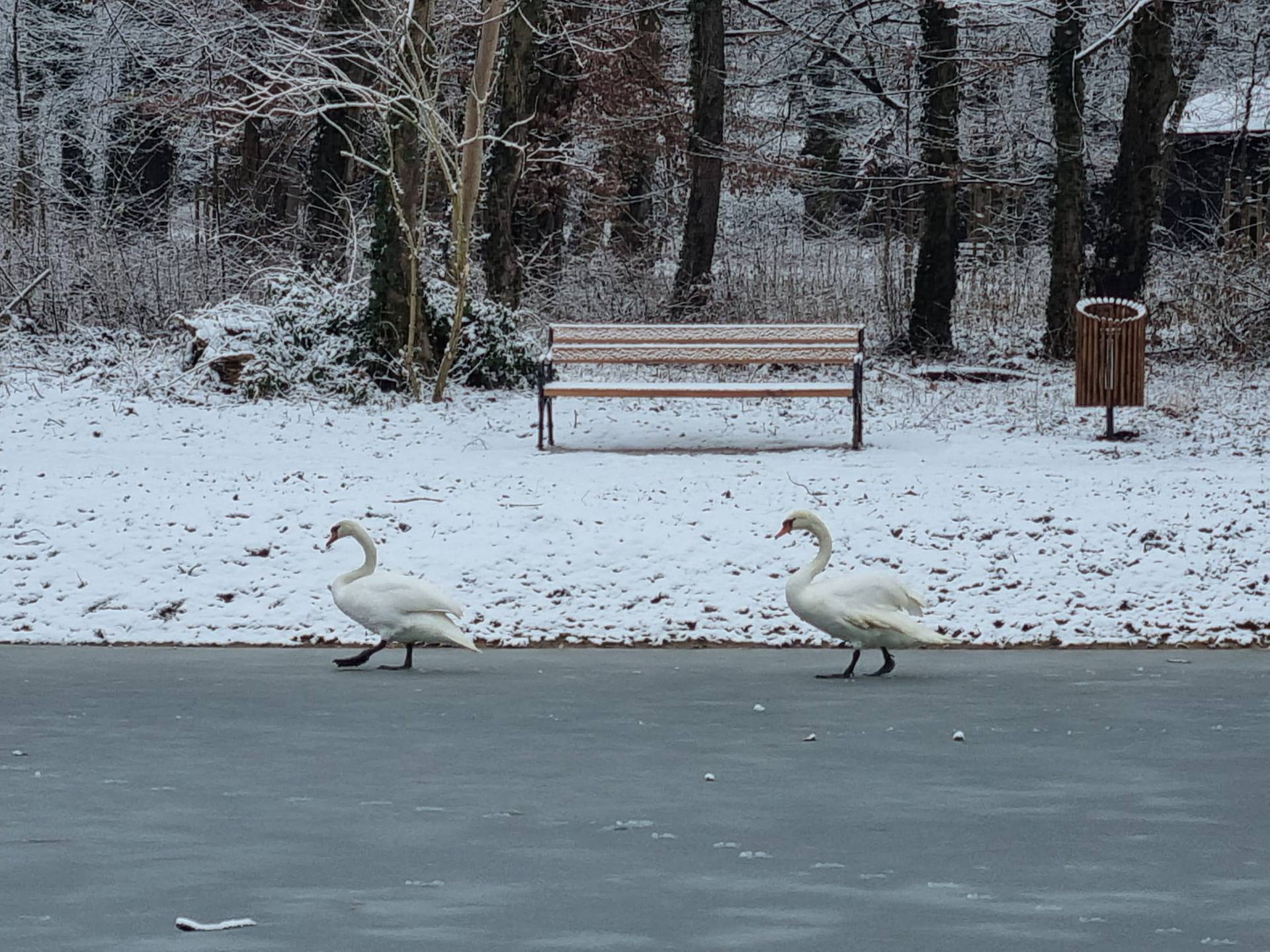 Maksimirsko jezero postalo je dom zaljubljenim labudovima