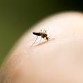 Najezda komaraca u Slavoniji: U 15 minuta više od stotinu uboda