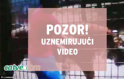 Vrištao je 'Umrijet ću': Dječak pomazio tigra i ostao bez ruke 