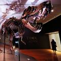 Na dražbi možete kupiti kosti jednog od najvećih tiranosaura