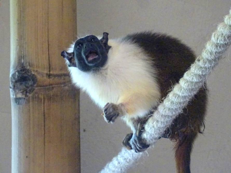 Upoznajte nove stanovnike ZOO vrta u Zagrebu: Stigla nam je obitelj dvobojnih tamarina