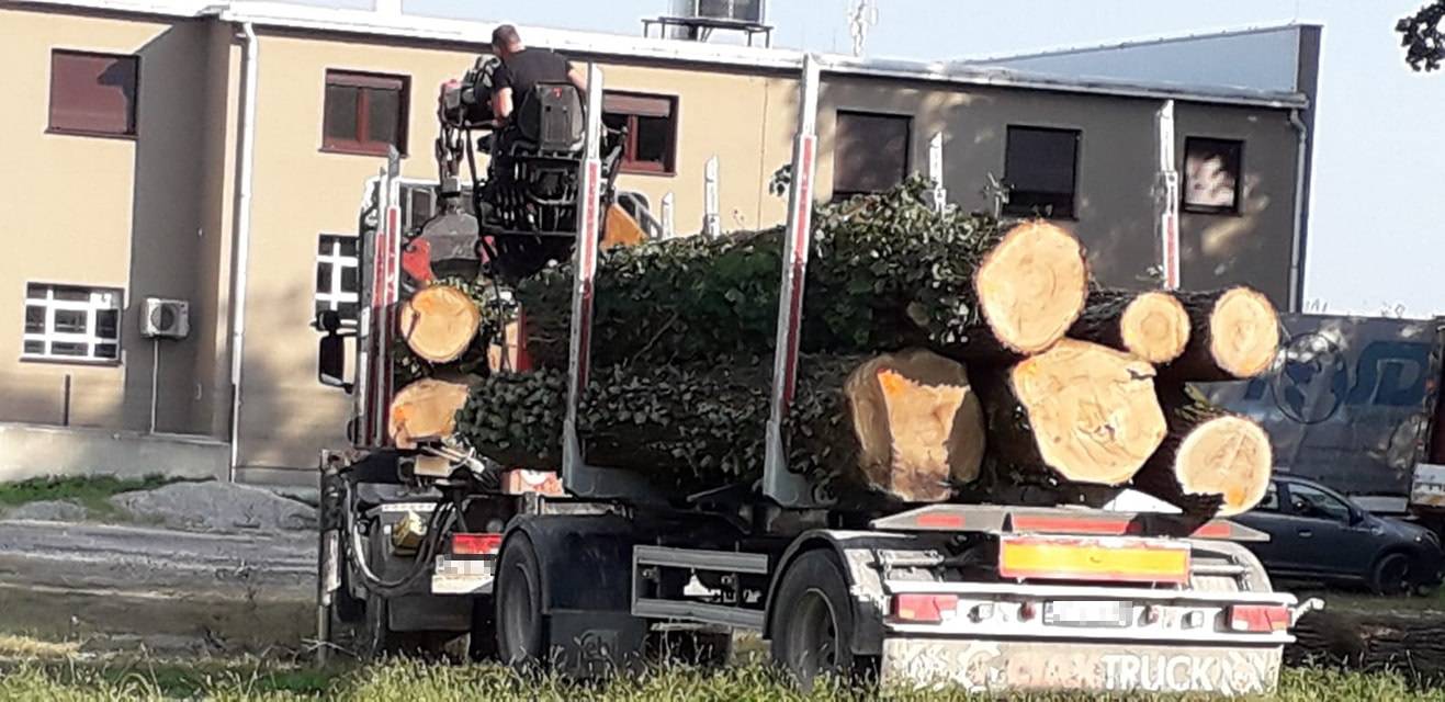 Ilegalno su sjekli šumu usred Zagreba?! 'Odgovorit ćemo im sadnjom 250 novih stabala...'