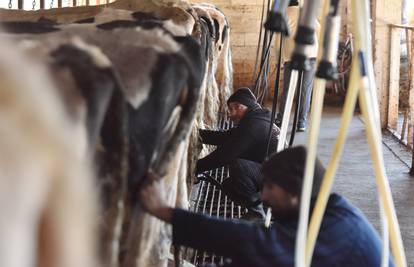 Lani proizvodnja kravljeg mlijeka smanjena 11,7 posto