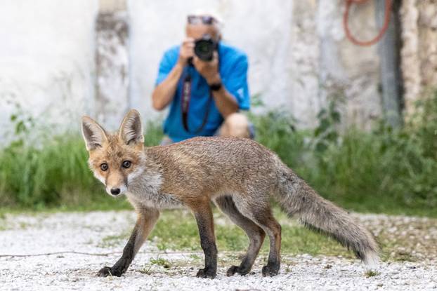 Lisica pronašla dom u blizini Pulskog kaštela