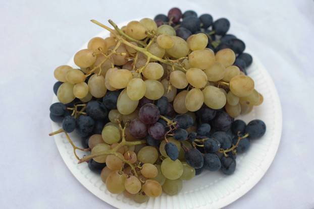 Zmajevac:  Vinski Bor maraton