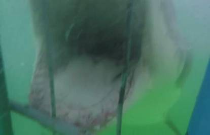 Odlučile su roniti s morskim psima: On im pokazao zube