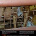 Kinezi su usmrtili gotovo 5000 pasa zbog epidemije bjesnoće 