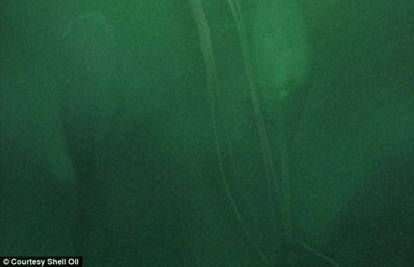Lignja alien: Životinju dugu 7,9 m snimila kamera s platforme