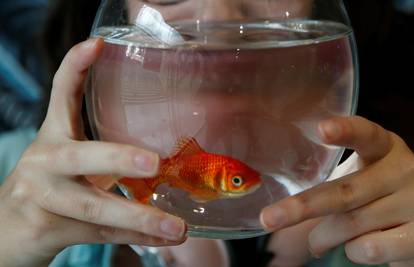 Nikad ne puštajte zlatnu ribicu u okoliš - izazvat će katastrofu