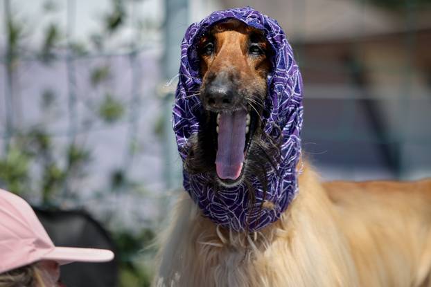 Zaton: Međunarodna izložba pasa pod nazivom CACIB Zadar 2025