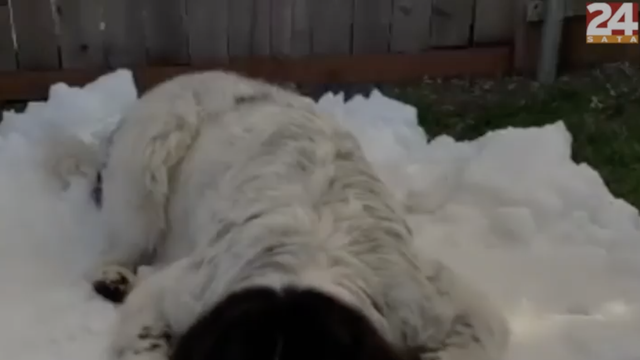 Dirljiv oproštaj od psa: Maggie su vlasnici iznenadili snijegom u rujnu
