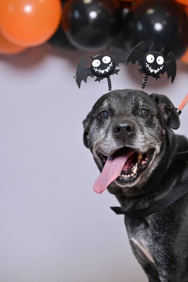 Sklonište u Dumovcu poziva na posebno jesensko udomljavanje pasa i mačaka