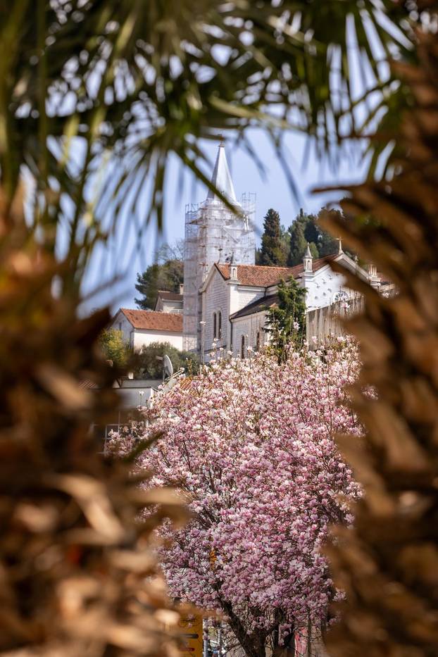 Magnolije u cvatu u Opuzenu