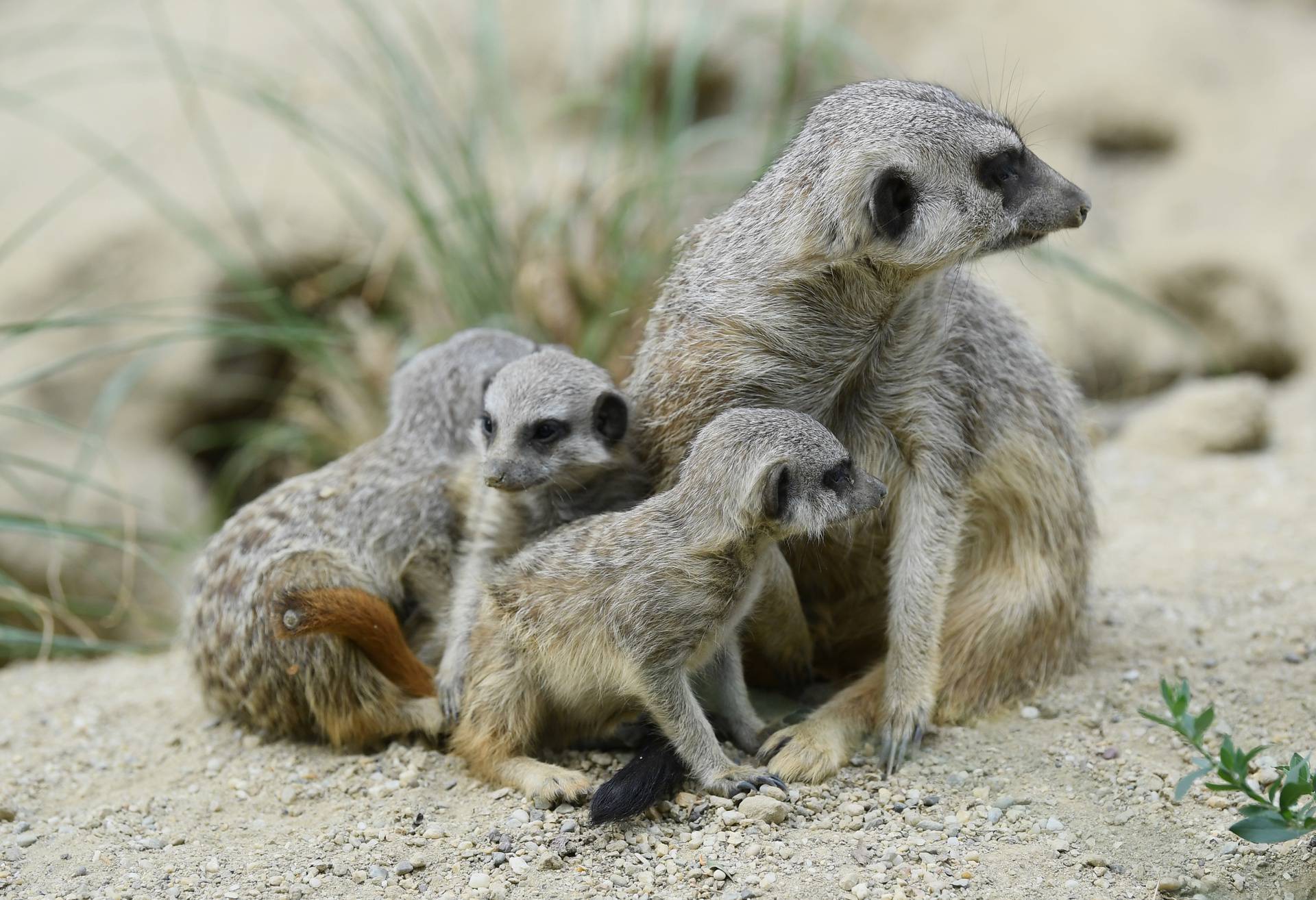 Banda merkata u zagrebačkom ZOO-u veća za tri člana: 'Bebe su stare tri tjedna, igraju se...'