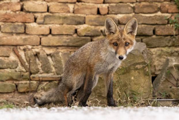 Lisica pronašla dom u blizini Pulskog kaštela