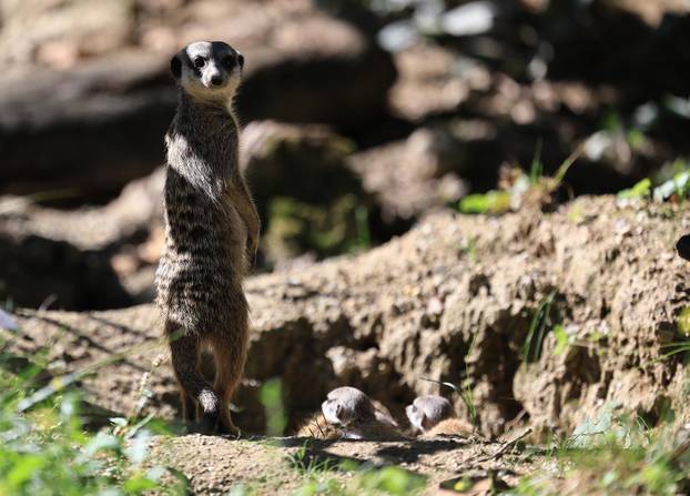 Zagreb: Tri mladunca merkata novi su stanovnici Zoološkog vrta